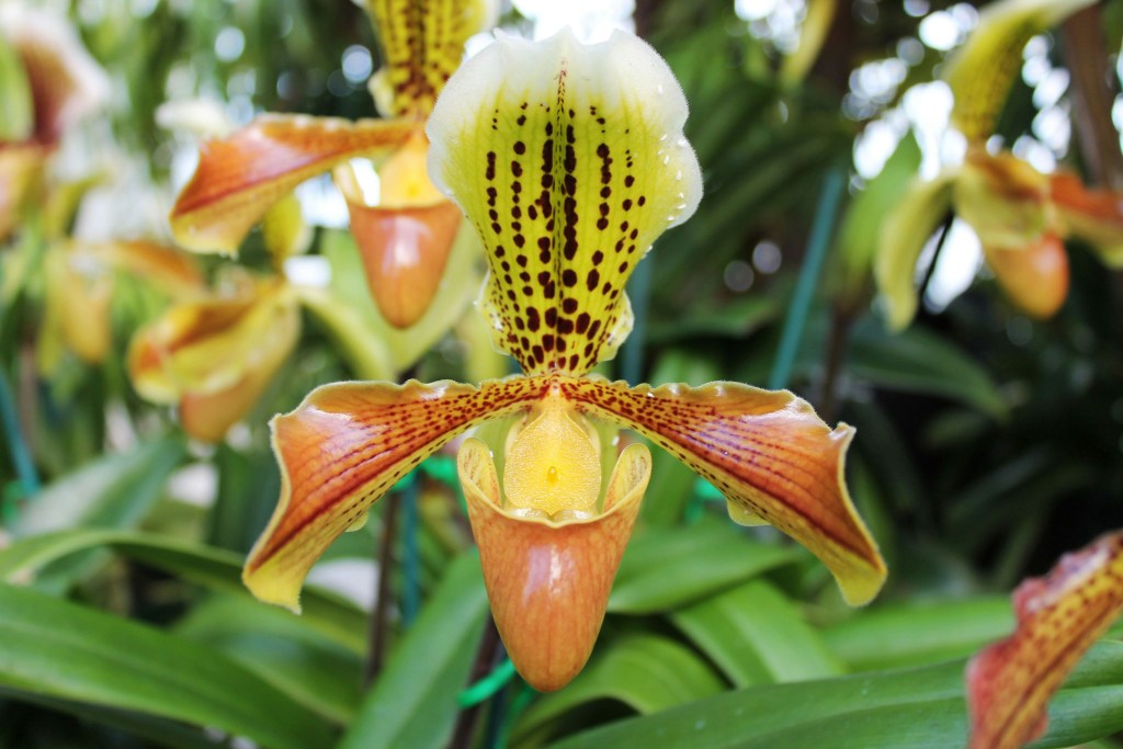 Slipper orchid single flower closeup