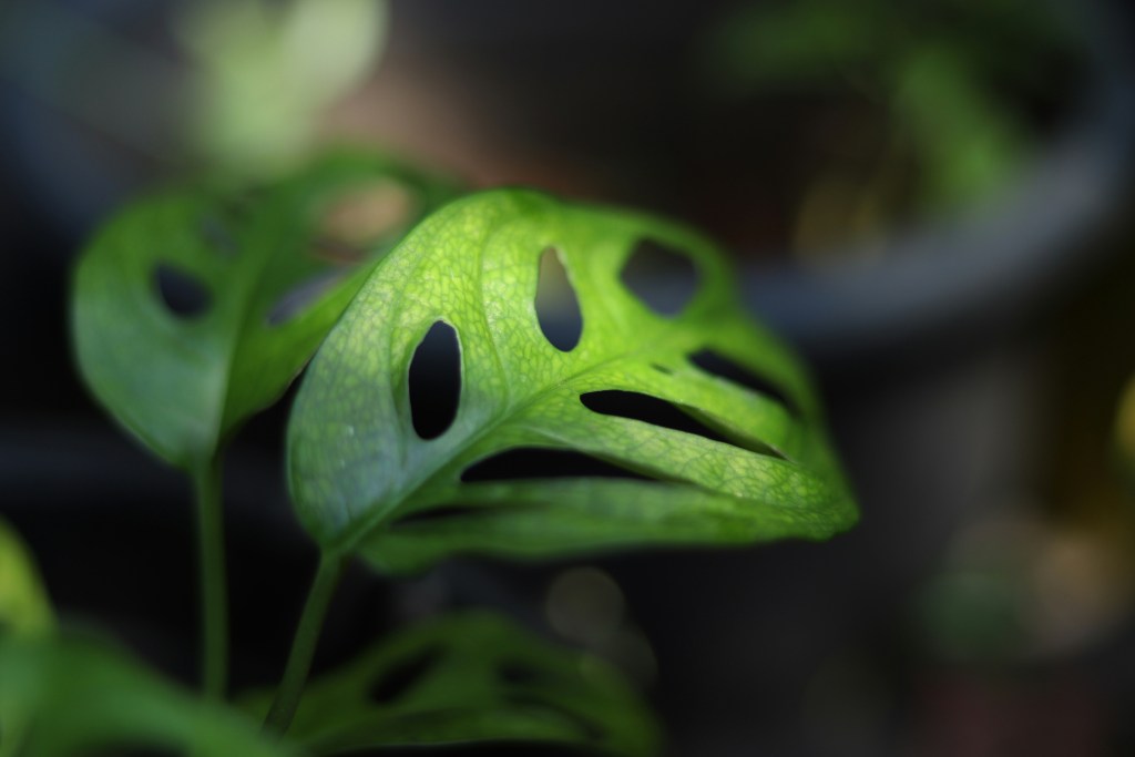 swiss cheese plant closeup of a single leaf