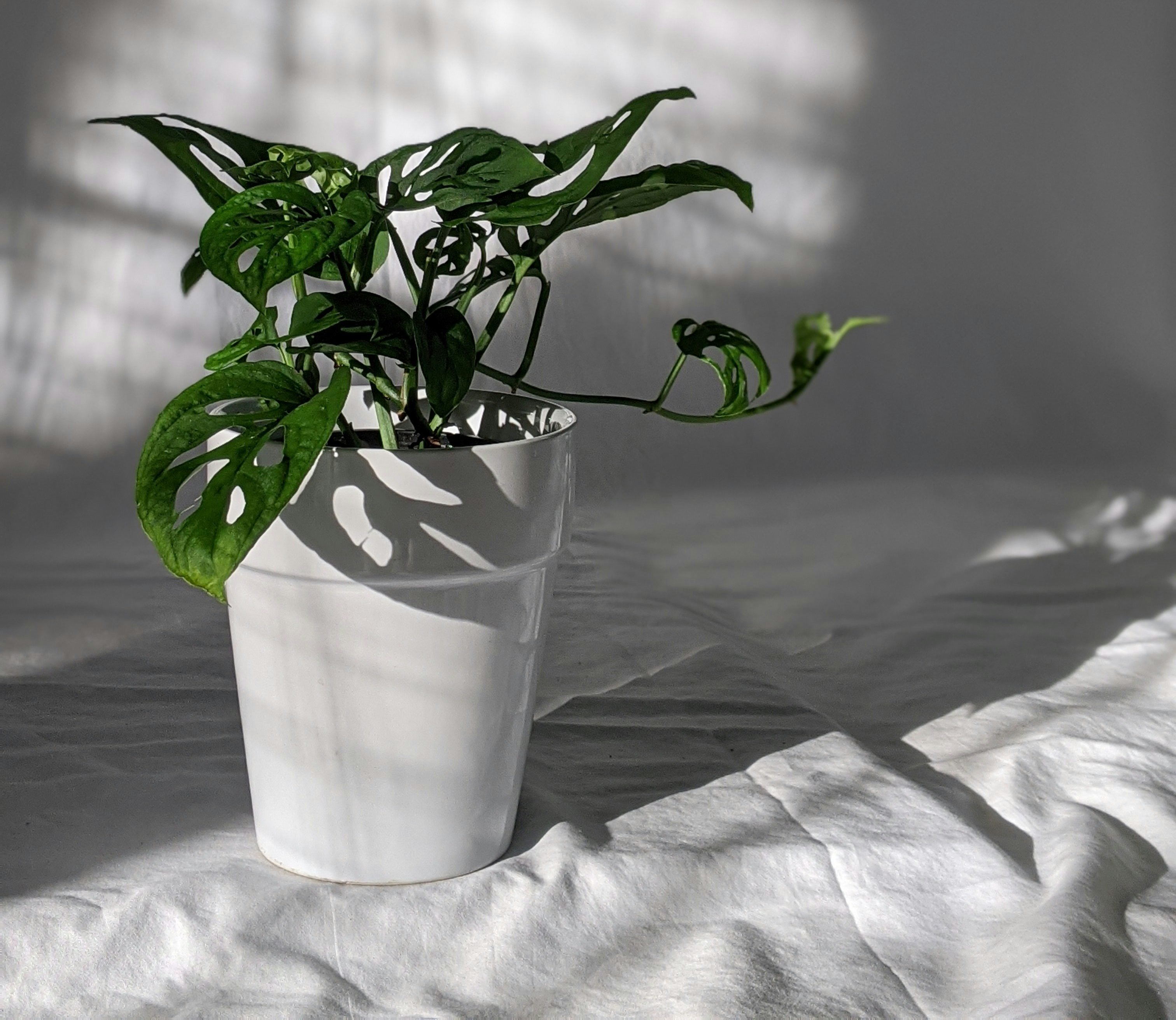 swiss cheese plant in white pot shaded background