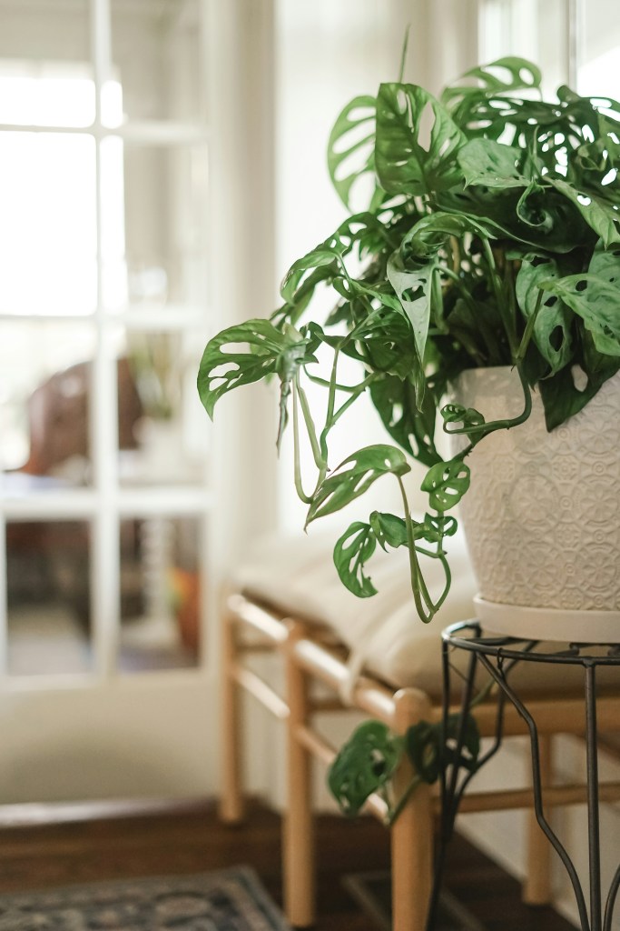 swiss cheese plant trailing in white pot indoors on stand