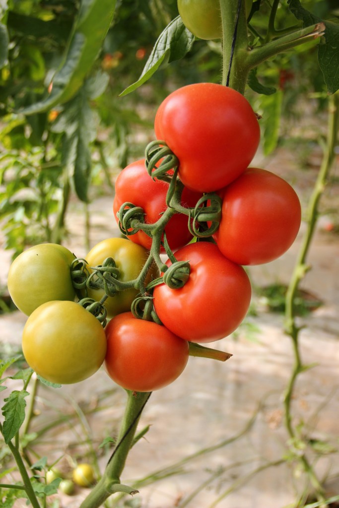 tomatoes at different stages of ripening on a vine