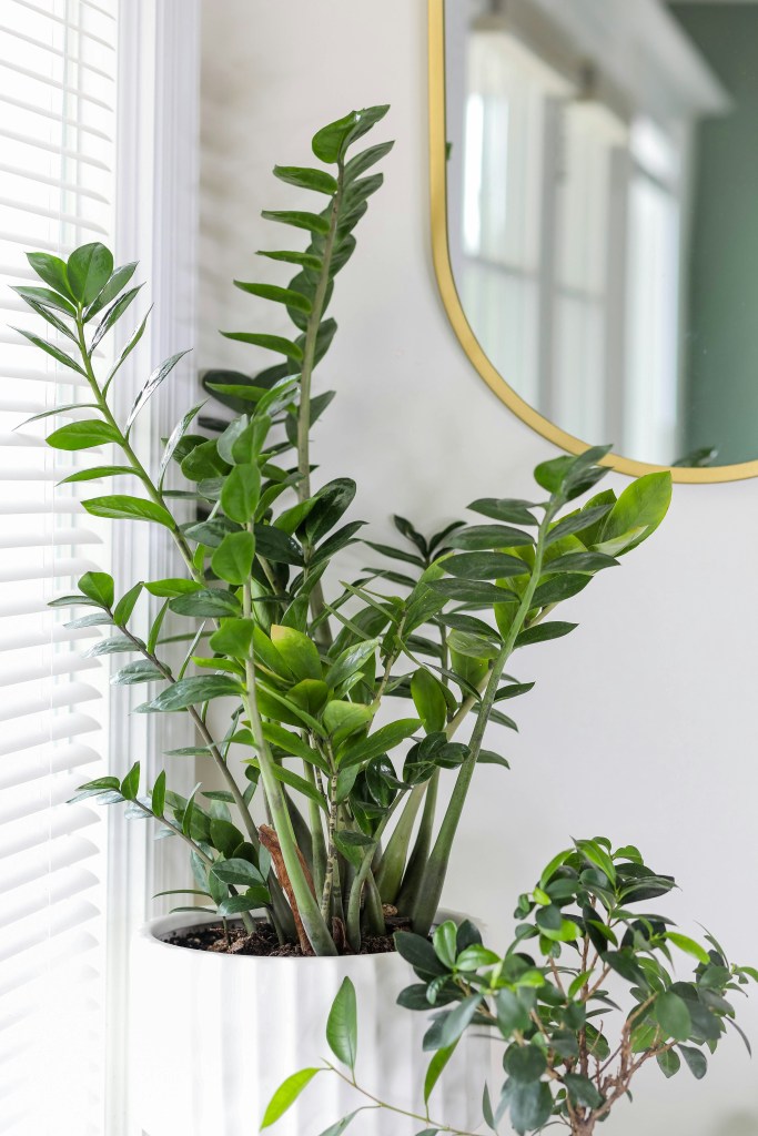 Mature ZZ plant in white pot indoors mirror in background