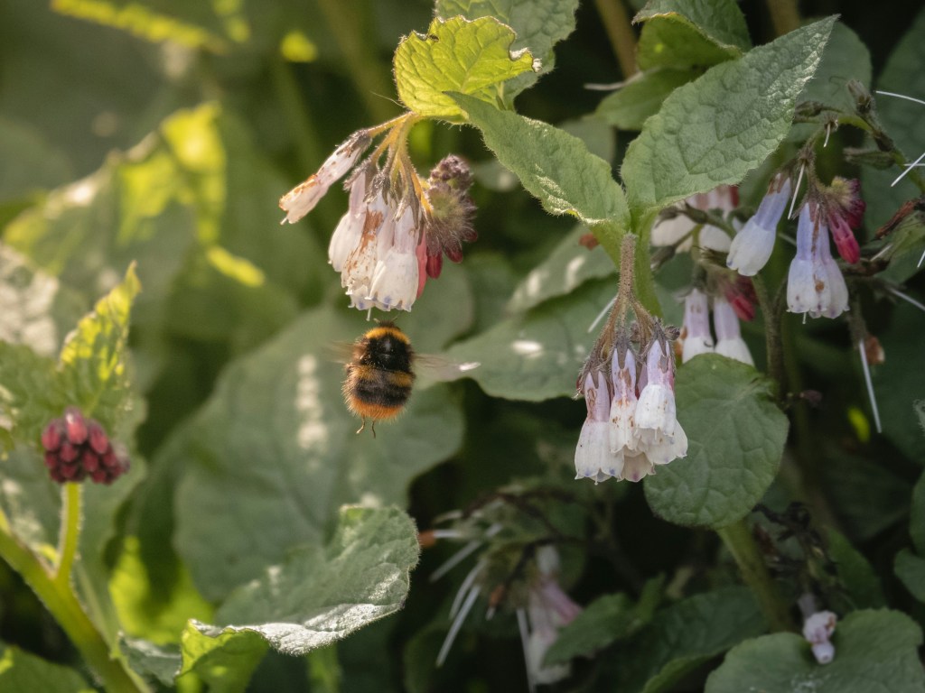 comfrey plant with bee pollinating