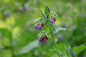 comfrey plant with blue flowers