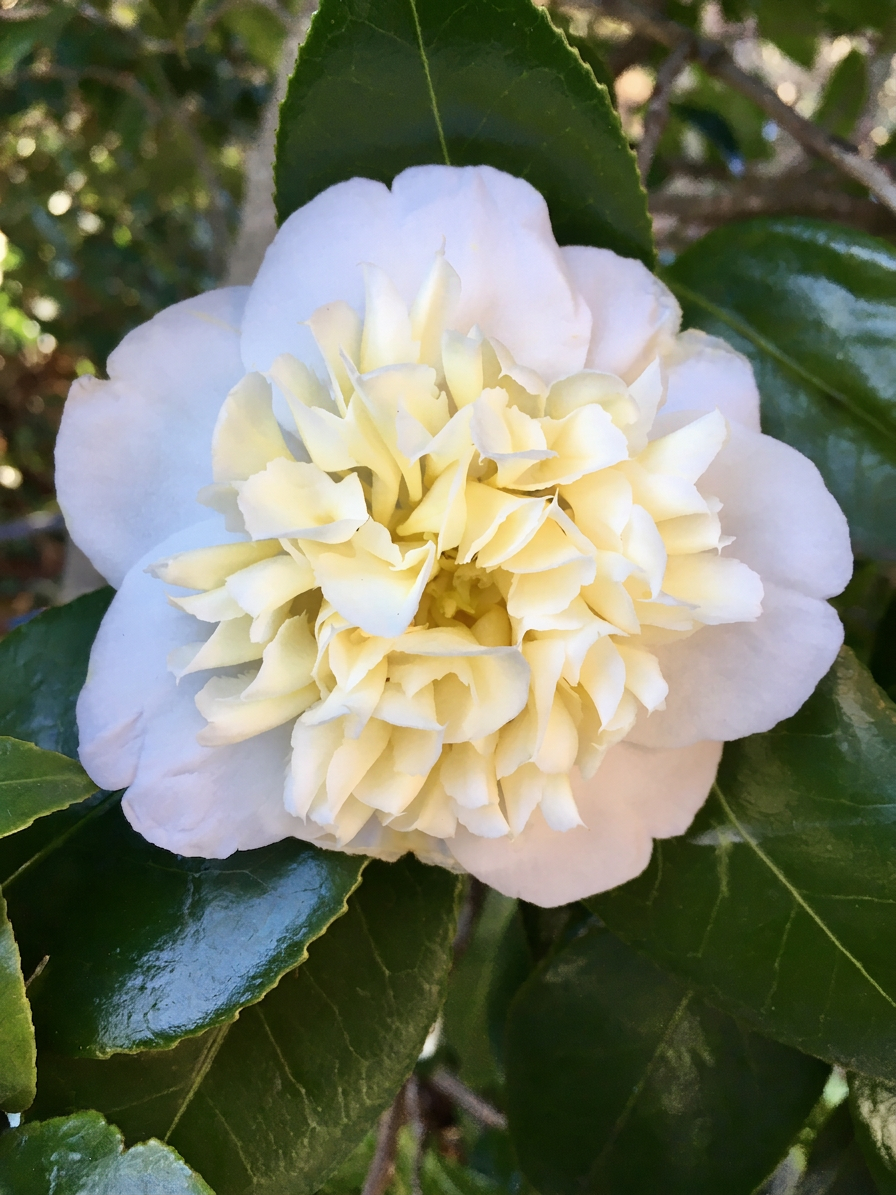 Brushfields Yellow - Camellia japonica