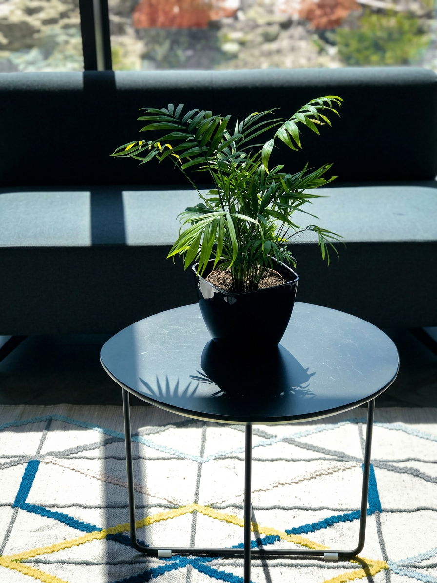 parlor palm in black pot on a table