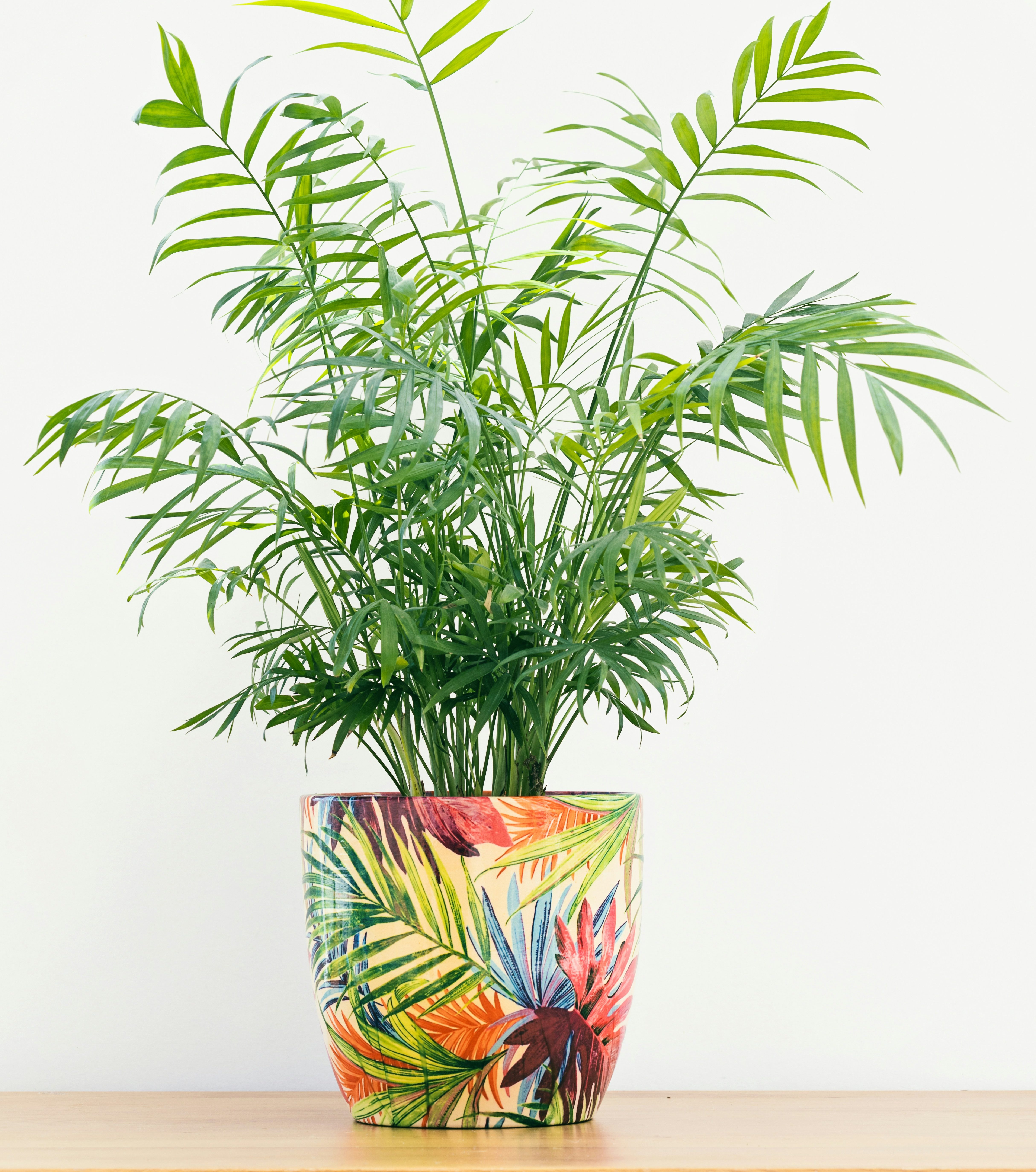 Parlor palm in a multicoloured pot white background