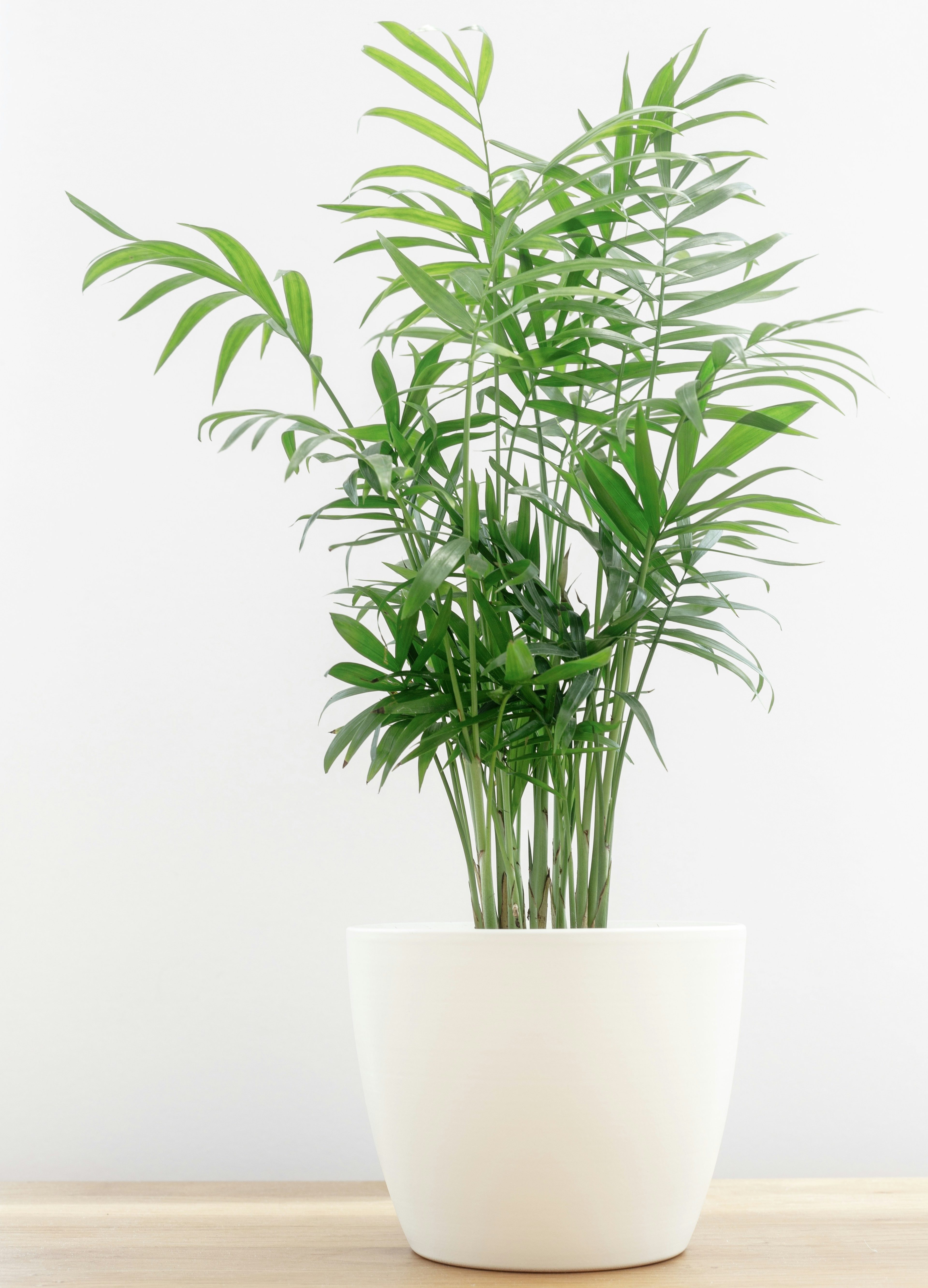 Parlor palm in a white pot with white background