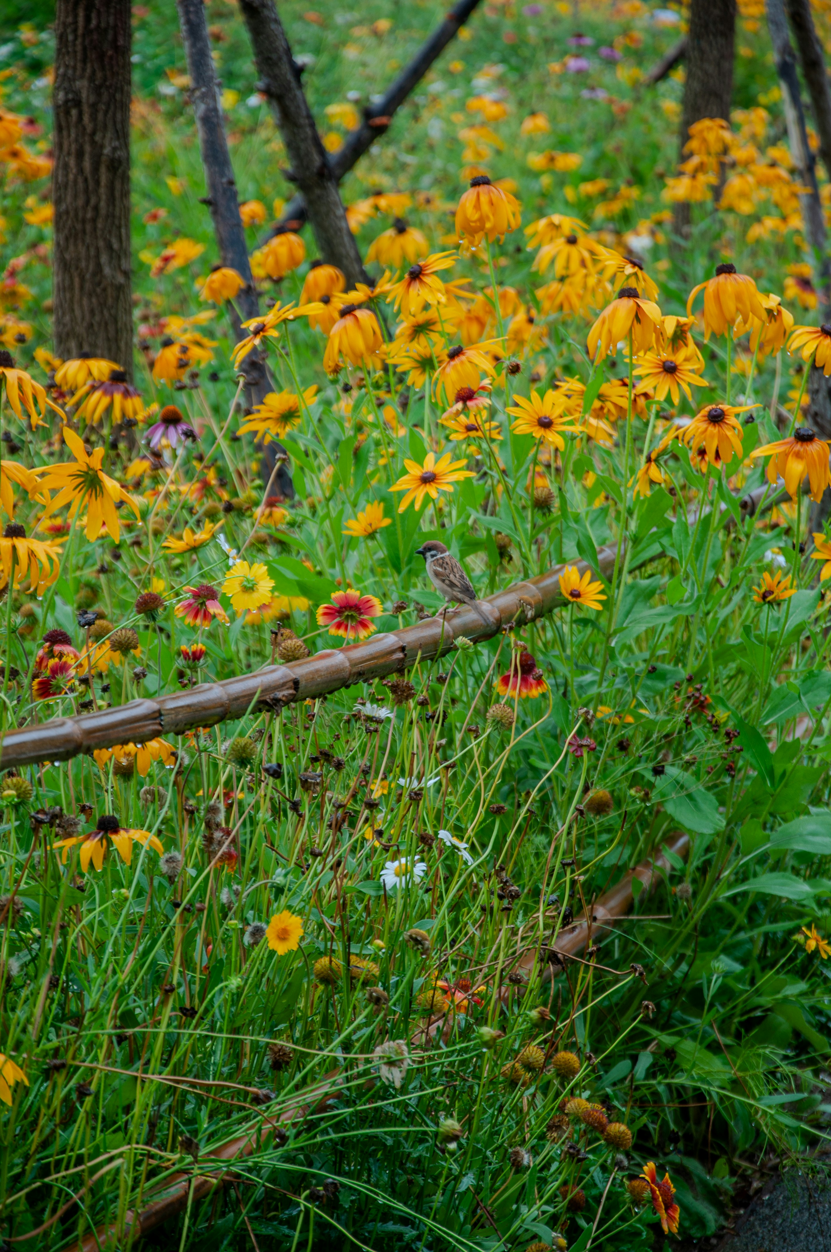 Letting Go of Perfection in the Garden