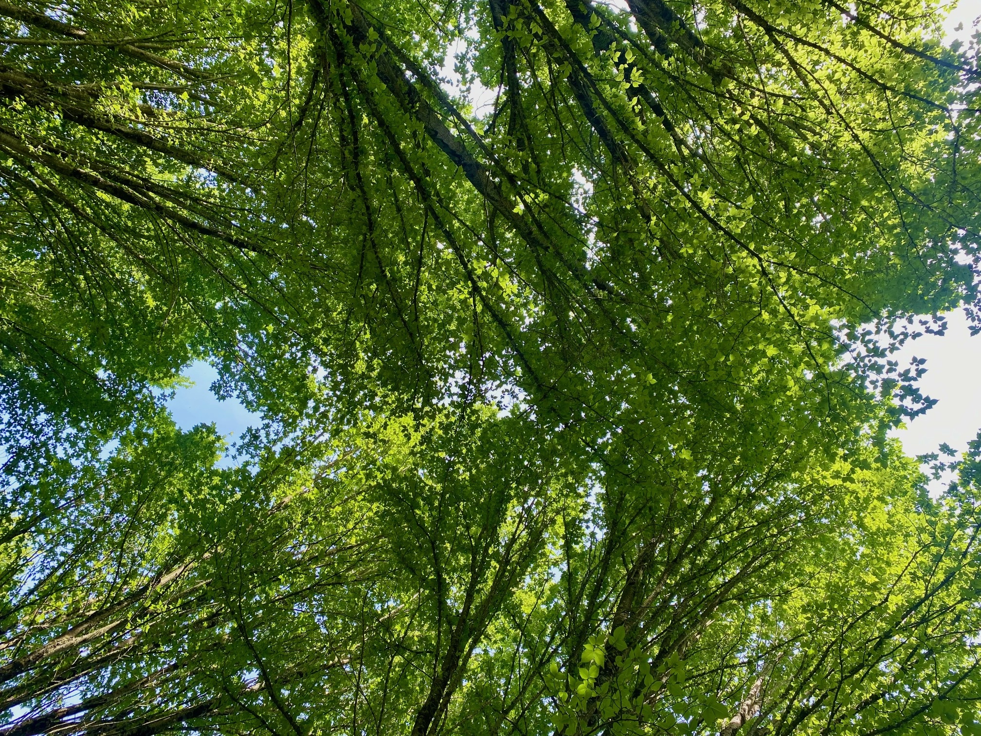 How Gardening Supports Emotional Wellbeing
