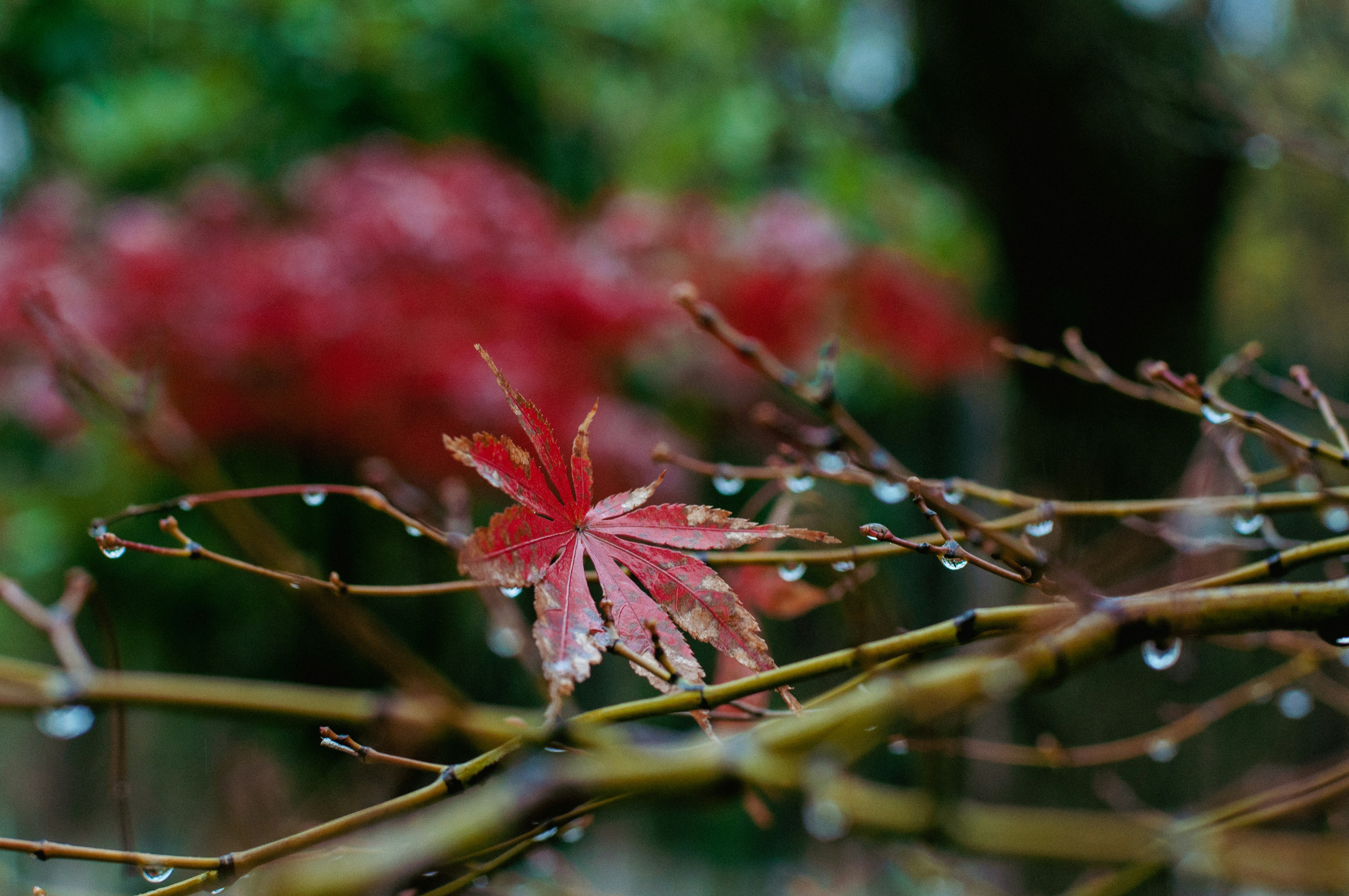 The Feeling of Rain in the Garden